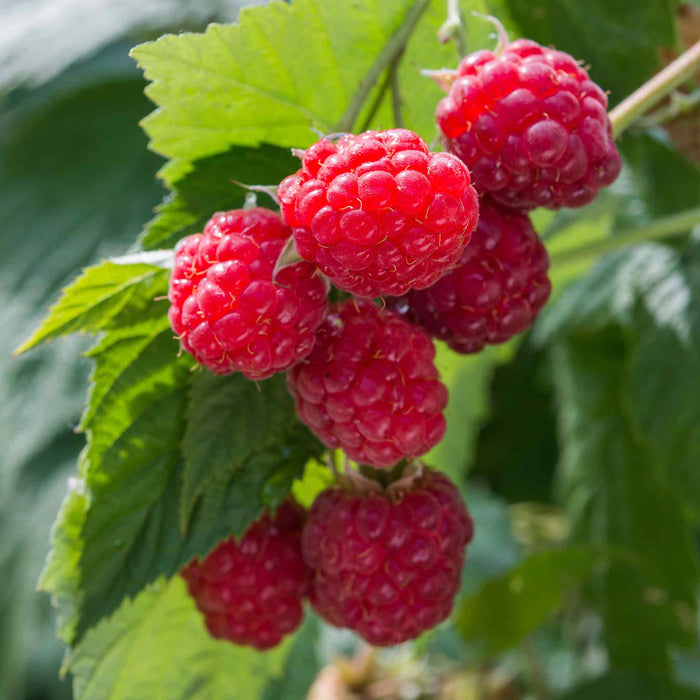 Raspberry 'Autumn Bliss'