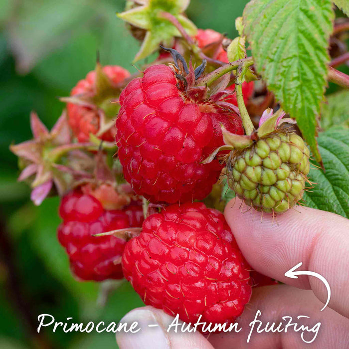 Raspberry 'Autumn Bliss'