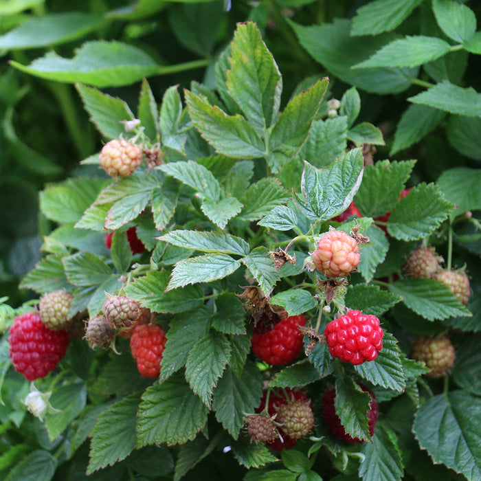 ripe and unripe raspberries growing between leaves on plant