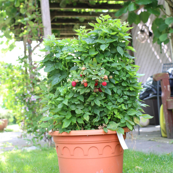 bushy raspberry plant growing in a large pot in garden