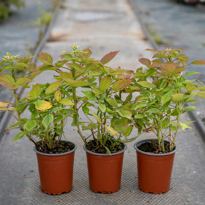Raspberry 'Baby Dwarf'