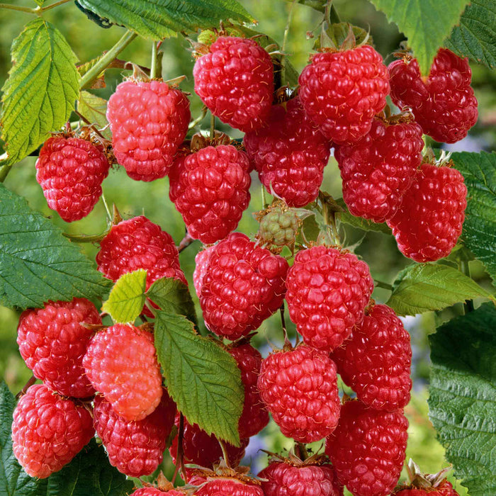 Raspberry 'Cascade Delight'