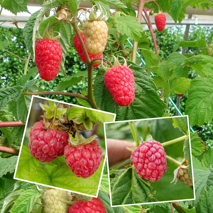 Raspberry 'Continuity Collection'