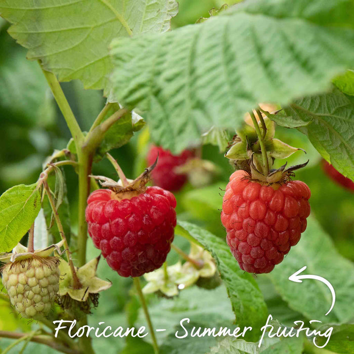 Raspberry 'Continuity Collection'