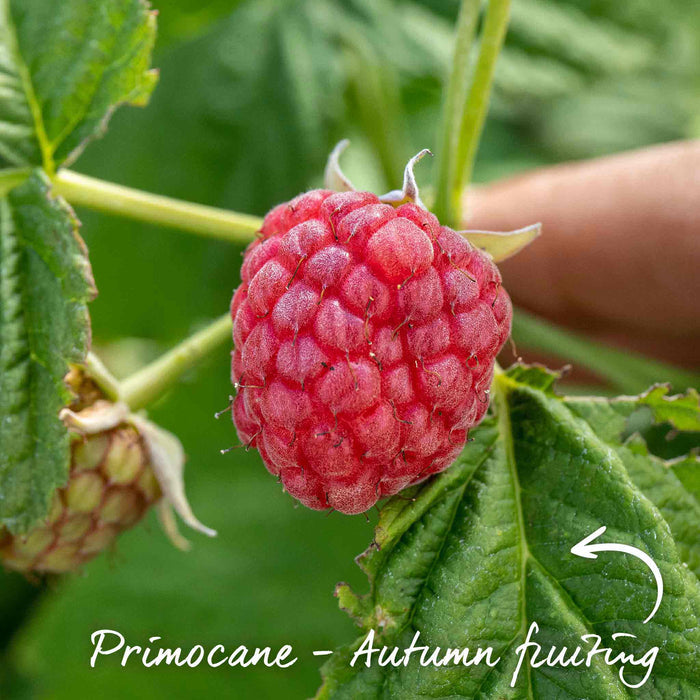 Raspberry 'Continuity Collection'