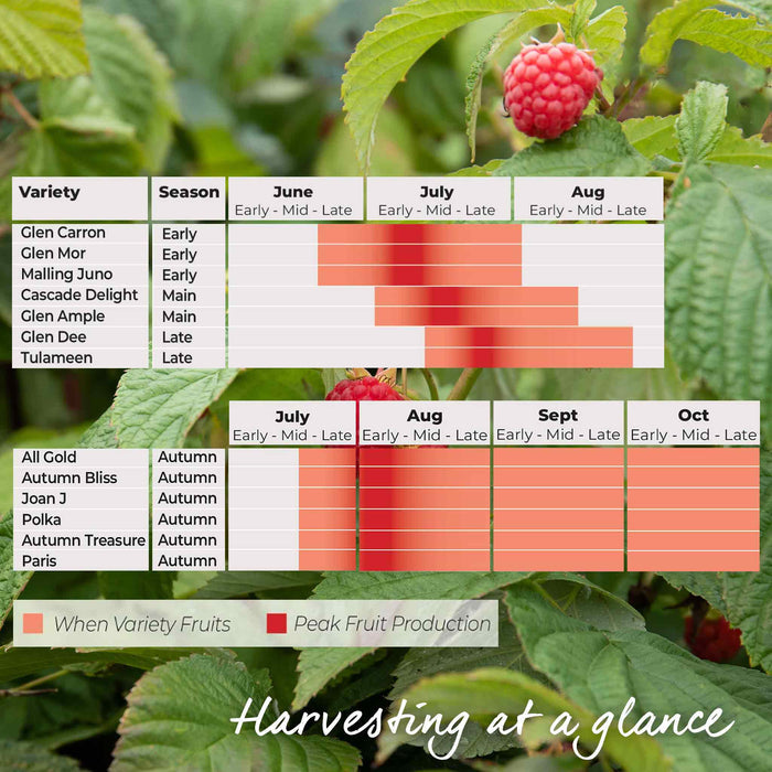 Raspberry 'Glen Ample'
