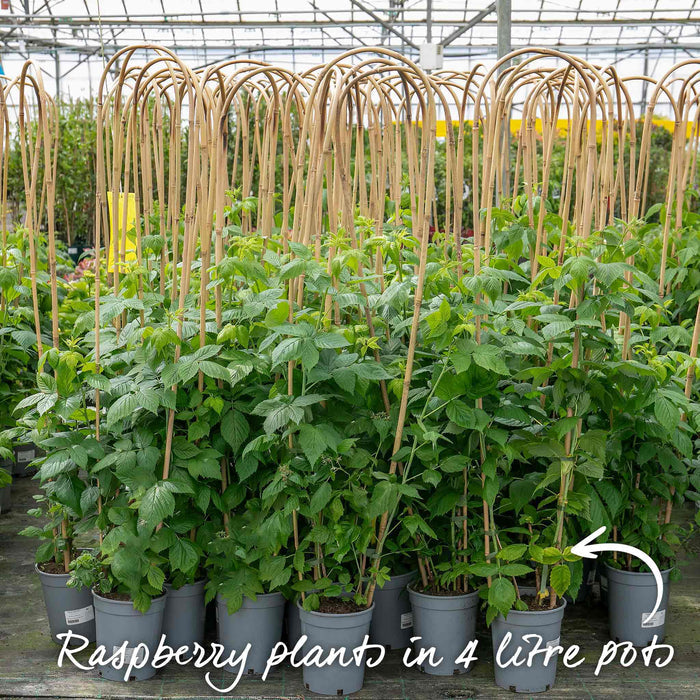 Raspberry 'Glen Ample'