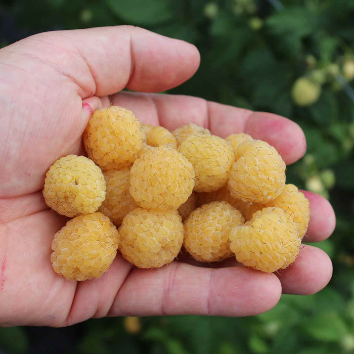 handful of pale yellow raspberries in palm of hand