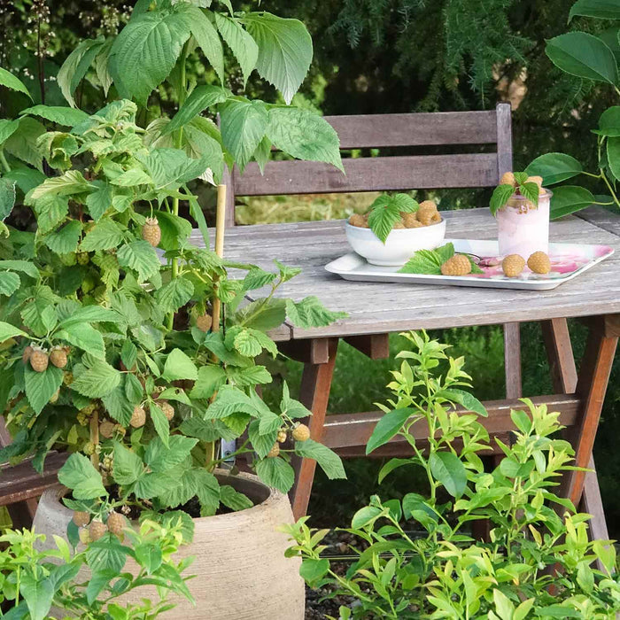garden table with pale yellow raspberries on a tray and in a bowl, raspberry plant in a pot nearby