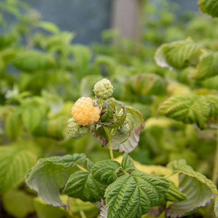Raspberry 'Goodasgold'