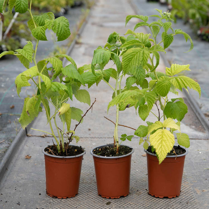 Raspberry 'Goodasgold'