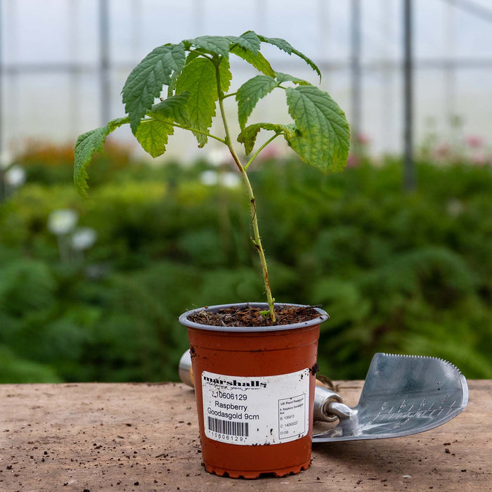 Raspberry 'Goodasgold'