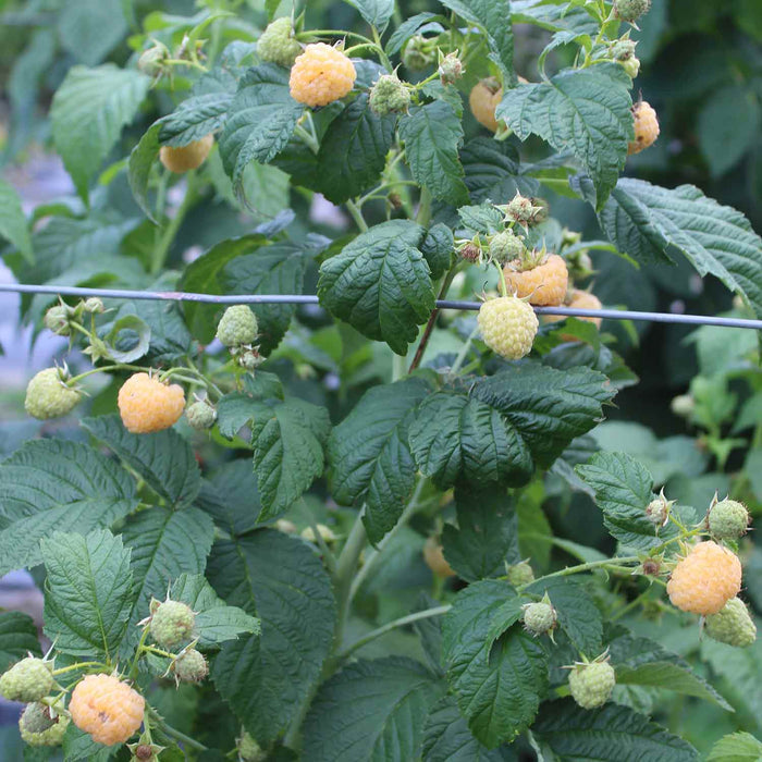 pale yellow raspberries growing on plant among leaves