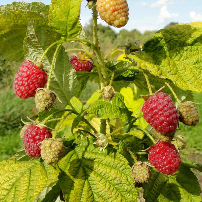 Raspberry 'Groovy'