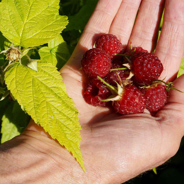 Raspberry 'Groovy'
