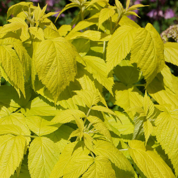Raspberry 'Groovy'