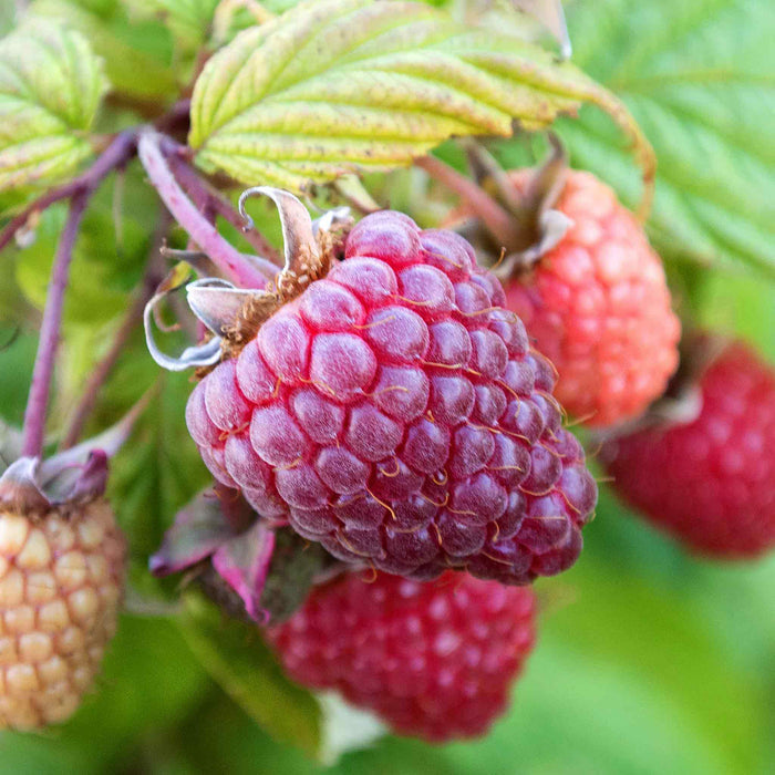 Raspberry 'Polka'