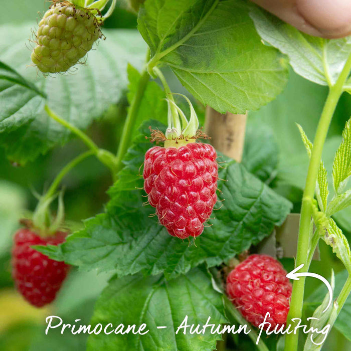 Raspberry 'Polka'