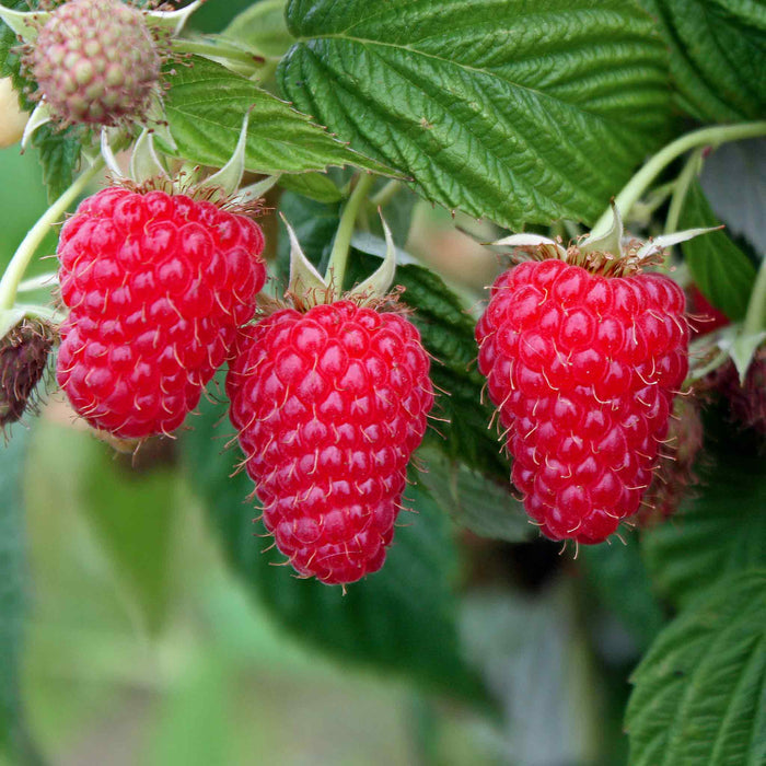 Raspberry 'Summer Lovers Patio Gold'