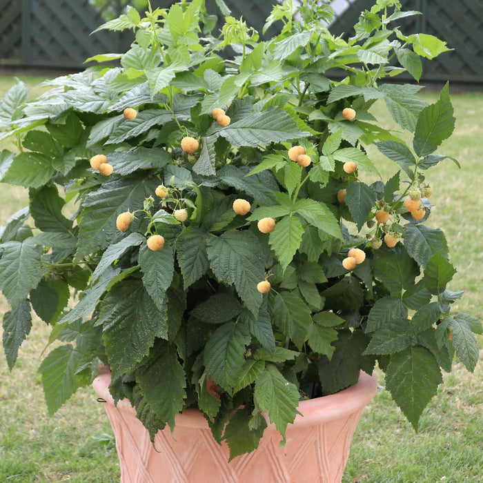 Raspberry 'Summer Lovers Patio Gold'