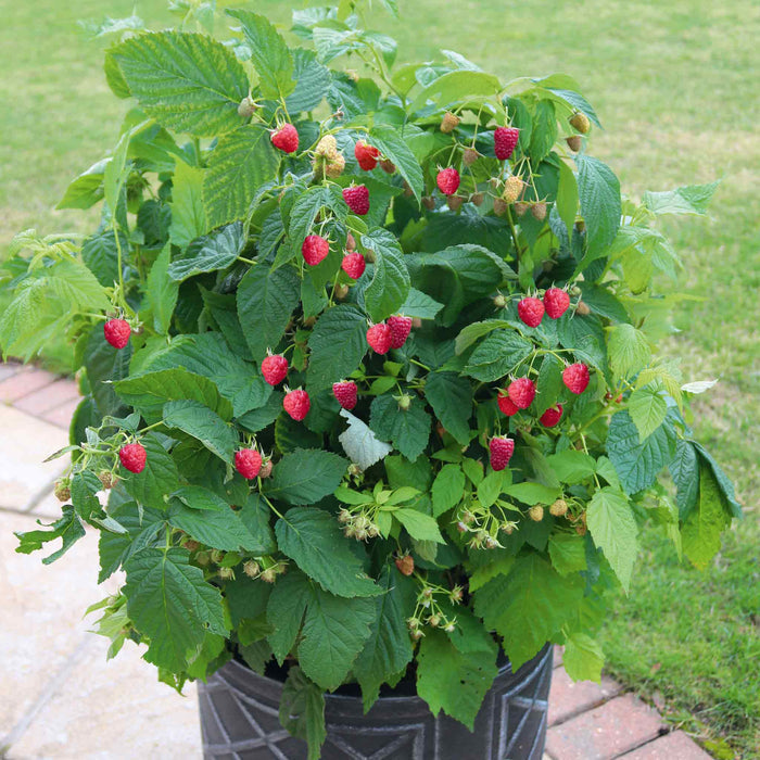 Raspberry 'Summer Lovers Patio Gold'