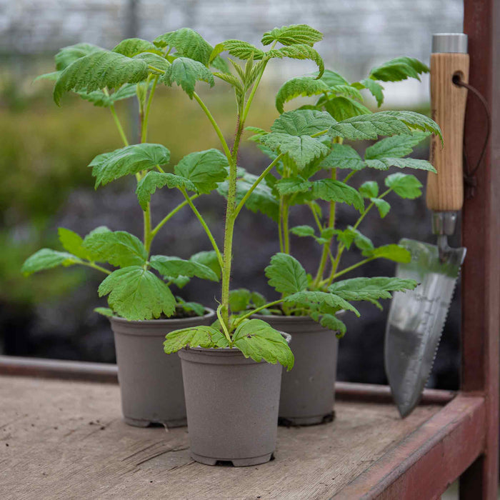 Raspberry 'Summer Lovers Patio Gold'