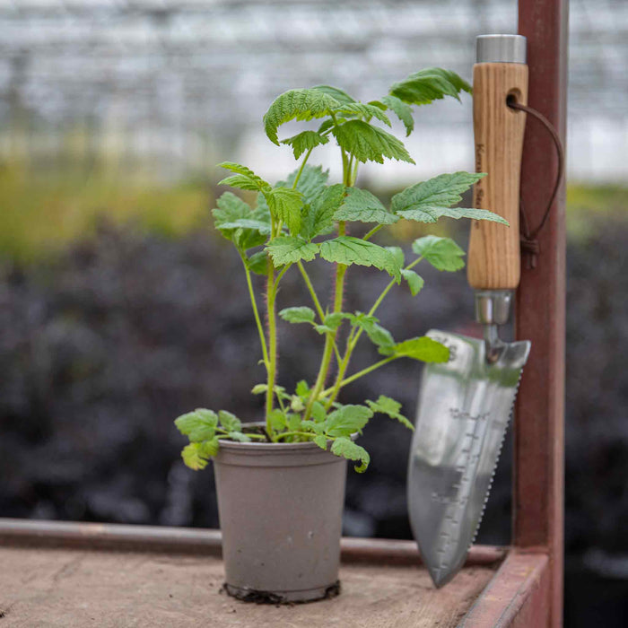 Raspberry 'Summer Lovers Patio Gold'
