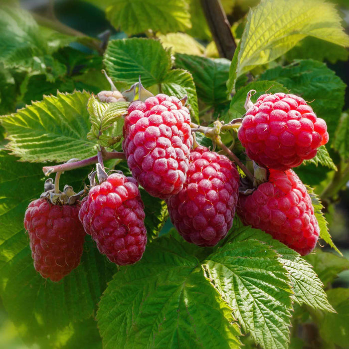 Raspberry 'Tulameen'