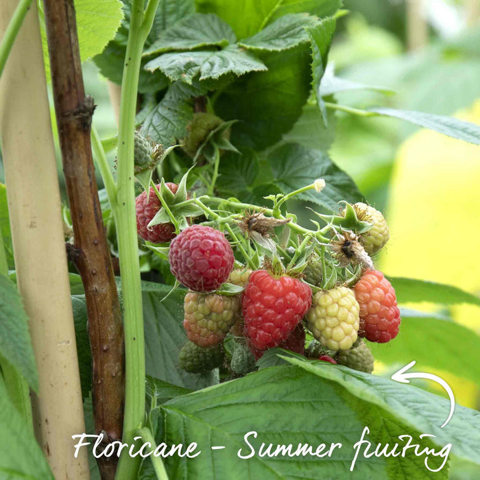 Raspberry 'Tulameen'
