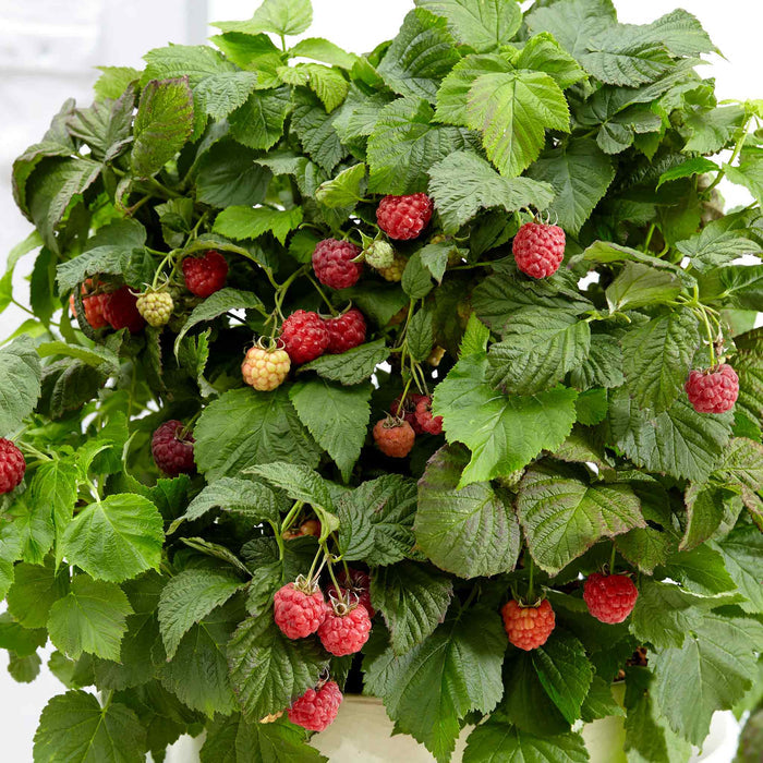 Raspberry 'Yummy'