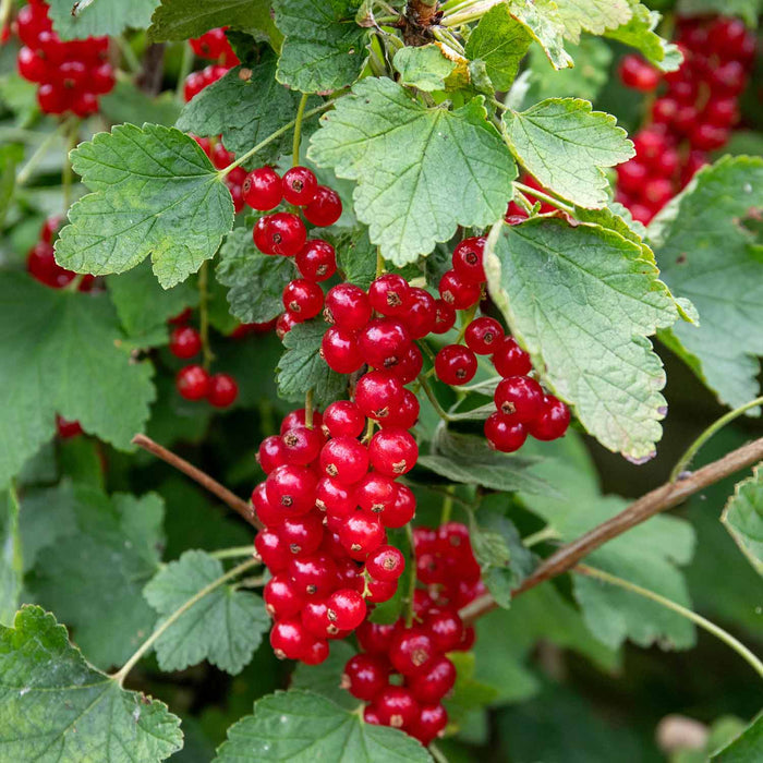 Redcurrant 'Jonkheer van Tets'