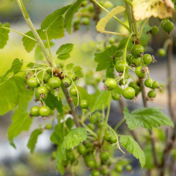 Redcurrant 'Jonkheer van Tets'