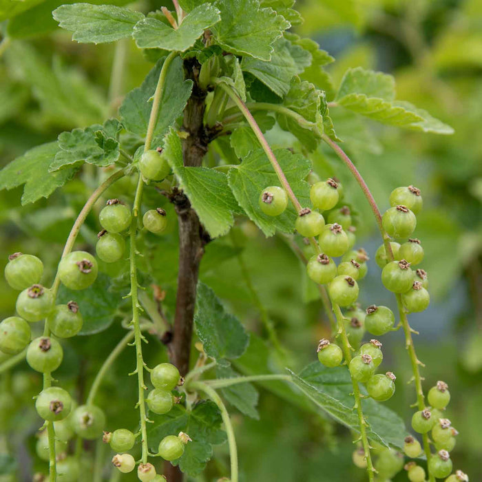 Redcurrant 'Jonkheer van Tets'