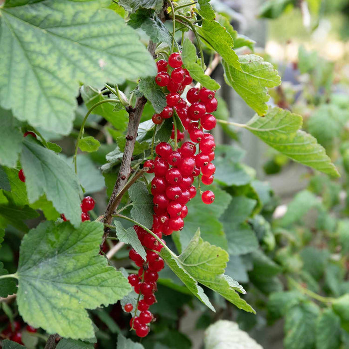 Redcurrant 'Jonkheer van Tets'