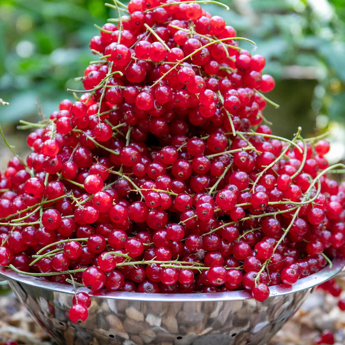 Redcurrant 'Rovada'