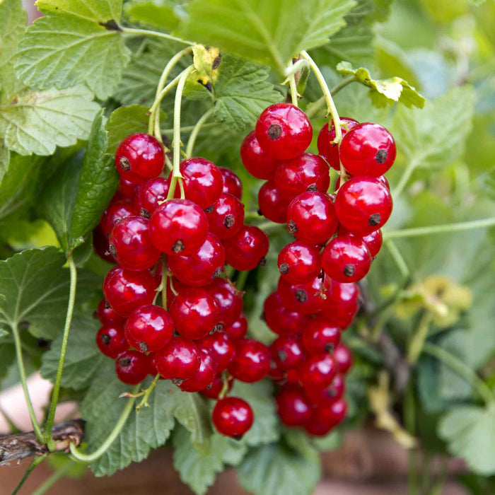 Redcurrant 'Rovada'