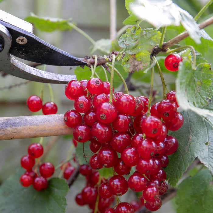 Redcurrant 'Rovada'