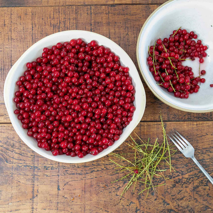 Redcurrant 'Rovada'