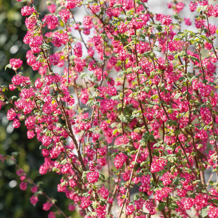 Ribes San 'King Edward'