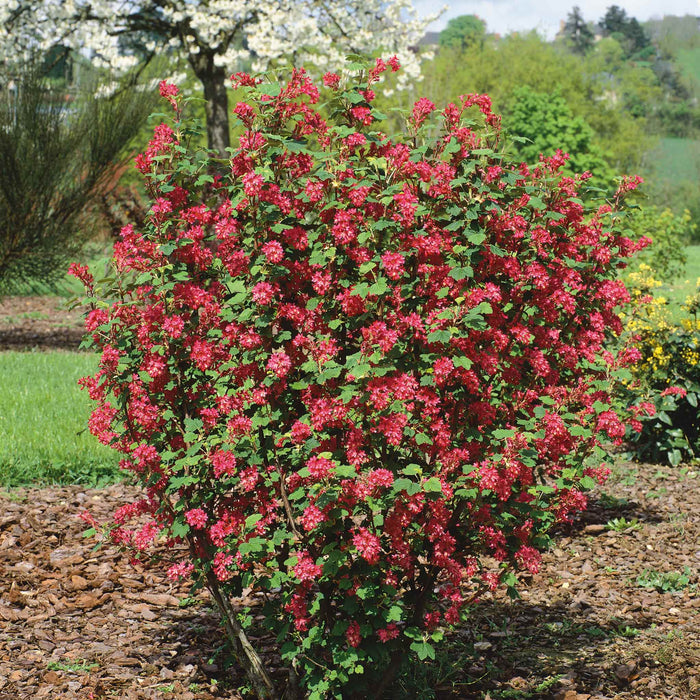 Ribes San 'King Edward'