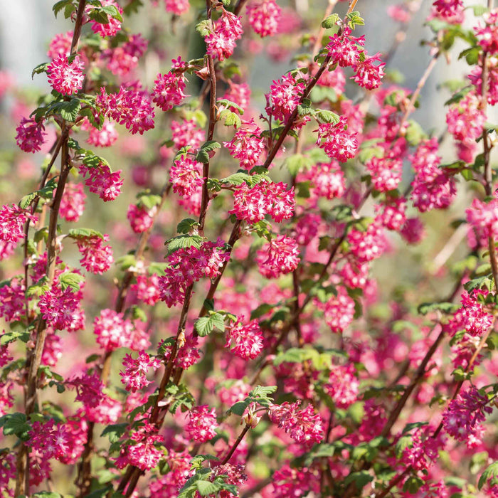 Ribes San 'King Edward'