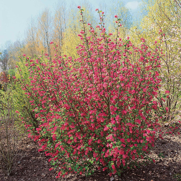 Ribes San 'King Edward'