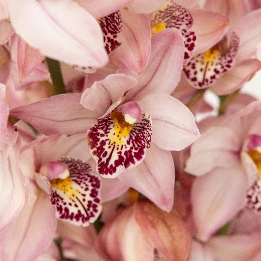 Mini Cymbidium Orchids Romantic Pink Close Up - Image