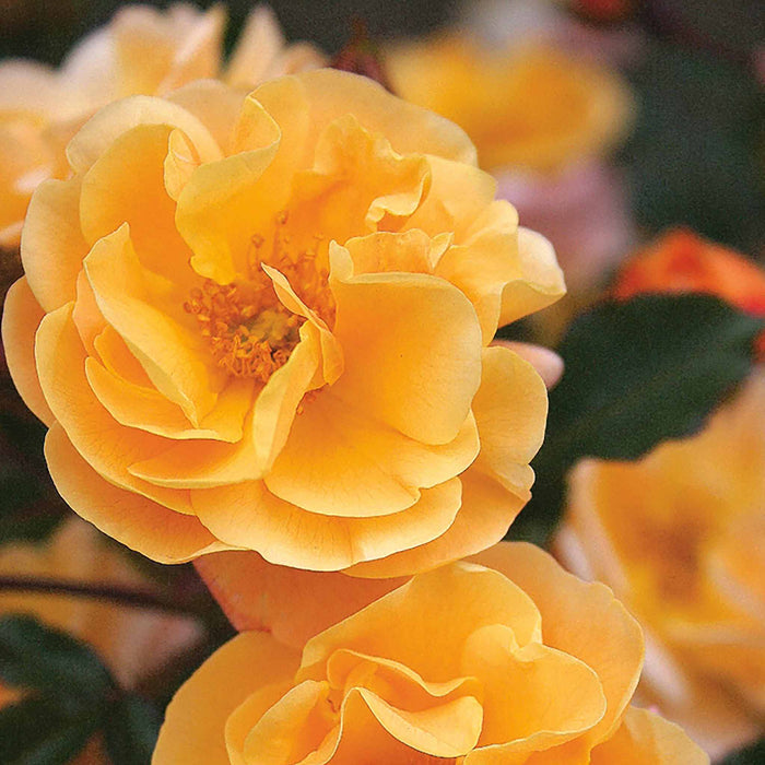 Rose ‘Flower Carpet Amber’ (Ground Cover Rose)