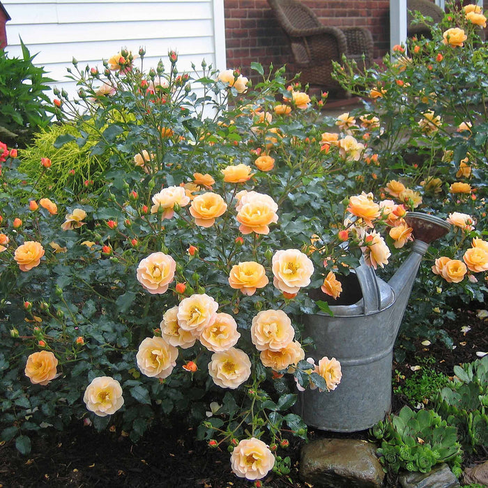 Rose ‘Flower Carpet Amber’ (Ground Cover Rose)