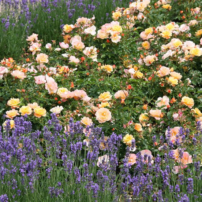 Rose ‘Flower Carpet Amber’ (Ground Cover Rose)