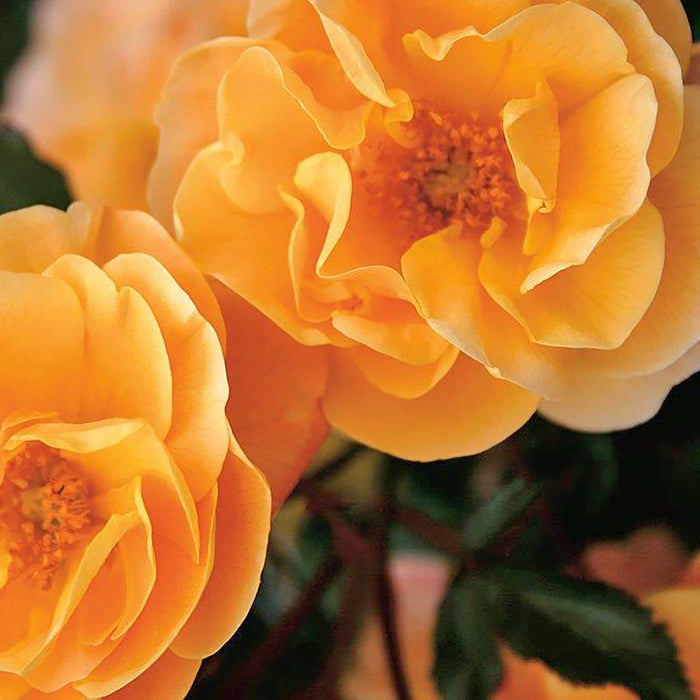 Rose ‘Flower Carpet Amber’ (Ground Cover Rose)