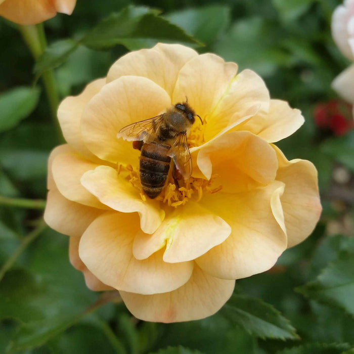 Rose ‘Flower Carpet Amber’ (Ground Cover Rose)