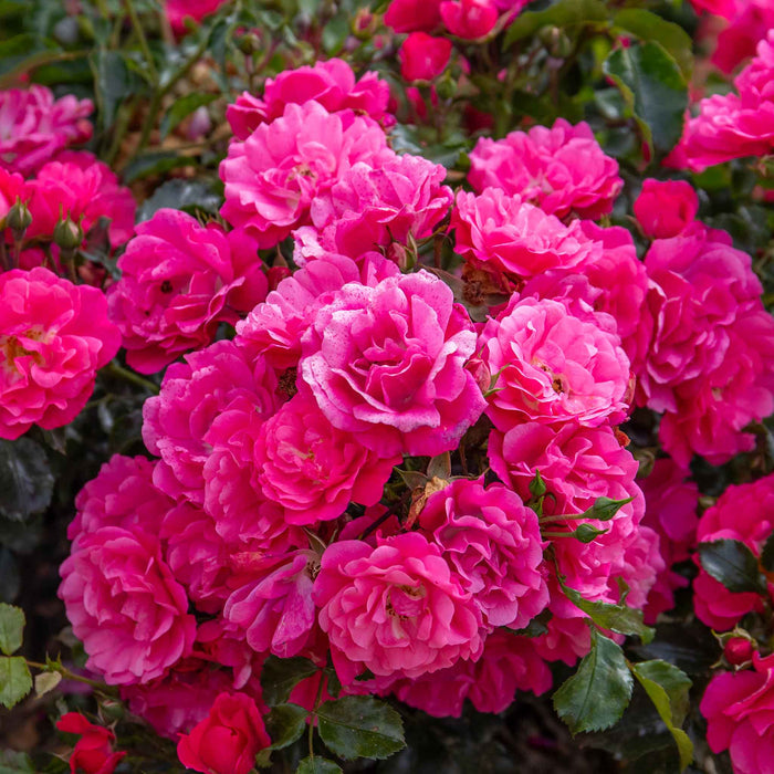 Rose ‘Flower Carpet Pink Supreme’ (Ground Cover Rose)
