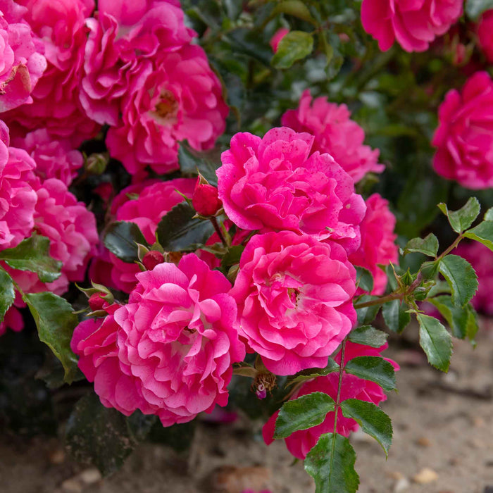 Rose ‘Flower Carpet Pink Supreme’ (Ground Cover Rose)